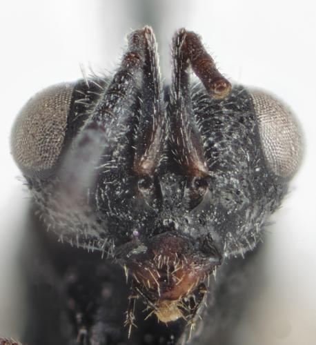 Neohybothorax sp.